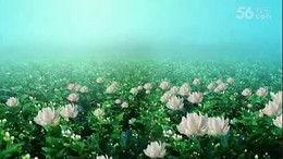 青青国产草视频,青涩情感演绎